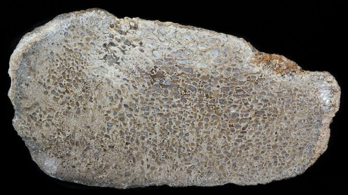 Wide Polished Agatized Dinosaur Bone Section #38813
